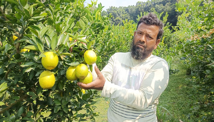 বিদেশি হলুদ মাল্টা চাষে সাফল্য, সেলিম হোসেনের অনুকরণীয় উদ্যোগ বিদেশি হলুদ মাল্টা চাষে সাফল্য, সেলিম হোসেনের অনুকরণীয় উদ্যোগ