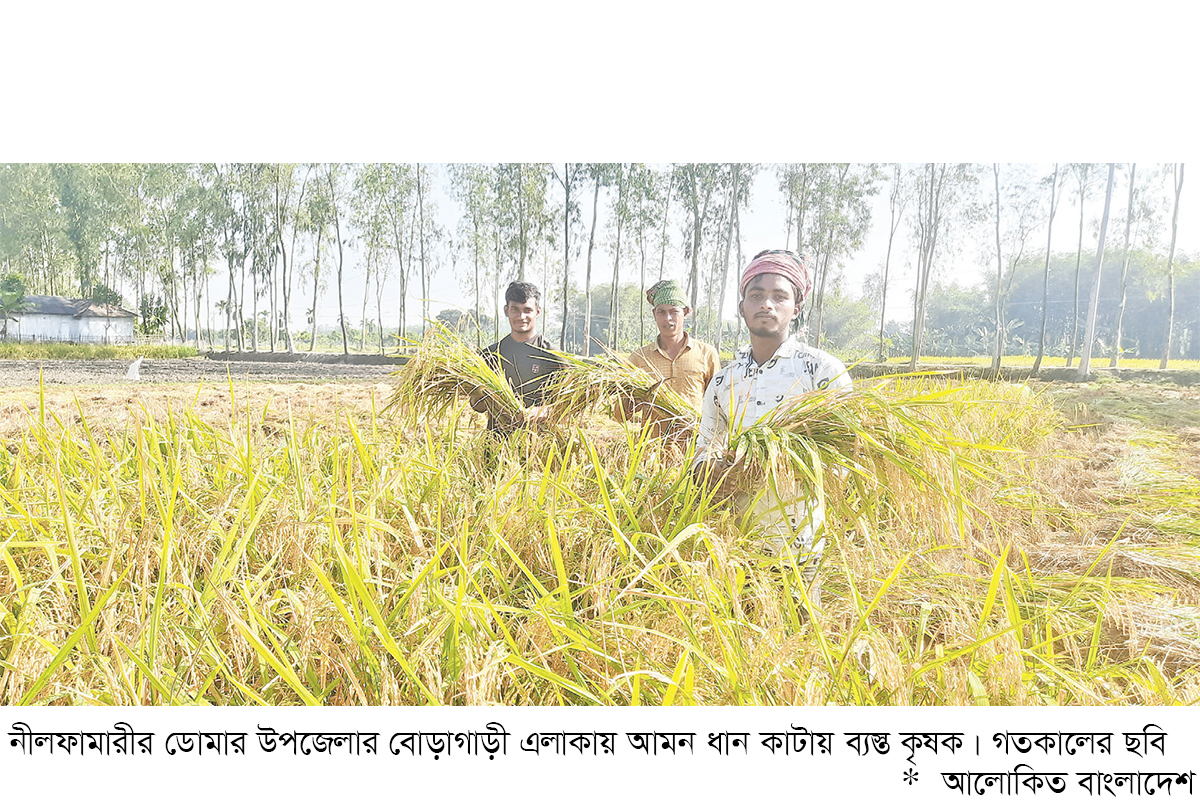 ডোমারে আমন ধানের বাম্পার ফলন ডোমারে আমন ধানের বাম্পার ফলন