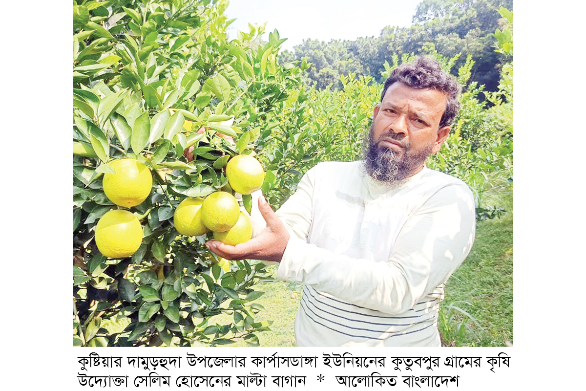 বিদেশি হলুদ মাল্টা চাষে সাফল্য বিদেশি হলুদ মাল্টা চাষে সাফল্য