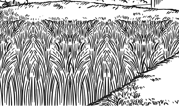 কৃষিতে নারীর অবদান ও স্বীকৃতির ঘাটতি