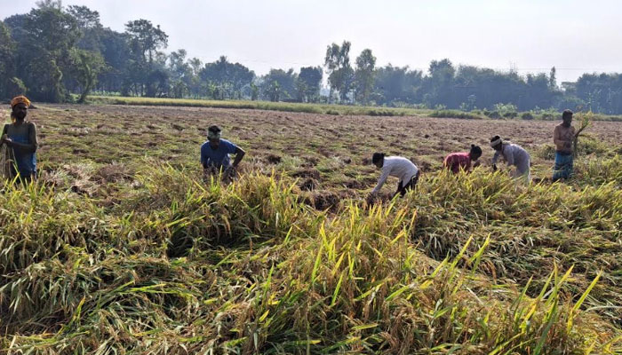 দিনাজপুরে আমন কাটা ও মাড়াইয়ে ব্যস্ত কৃষক