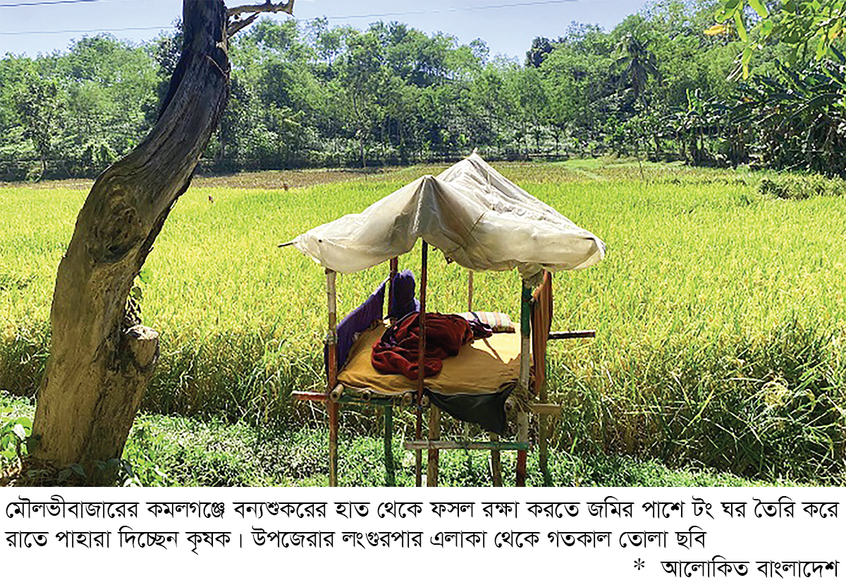 বন্যপ্রাণীর হাত থেকে ফসল রক্ষায় রাত জেগে পাহারা বন্যপ্রাণীর হাত থেকে ফসল রক্ষায় রাত জেগে পাহারা