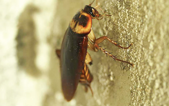 মানুষের শ্বাস-প্রশ্বাসযোগ্য বাতাসে দূষণ ঘটায় তেলাপোকা মানুষের শ্বাস-প্রশ্বাসযোগ্য বাতাসে দূষণ ঘটায় তেলাপোকা