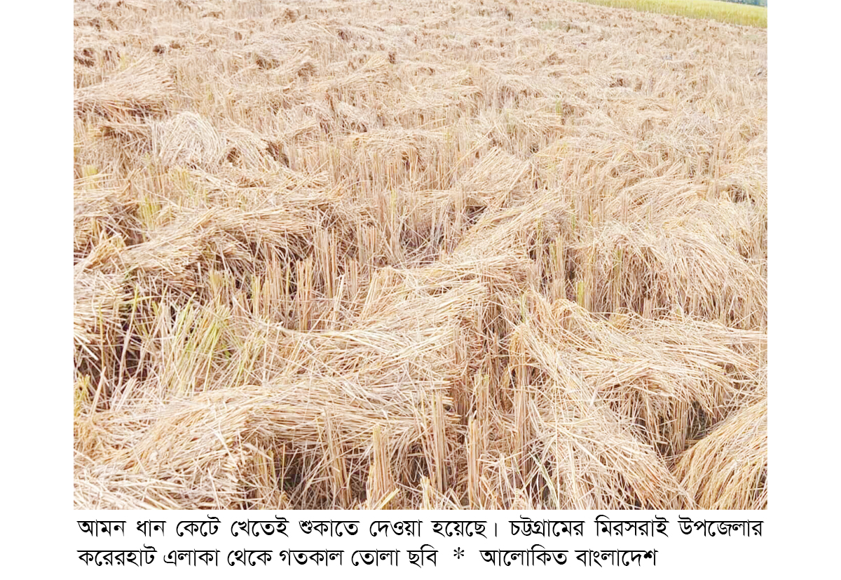 মিরসরাইয়ে আমন ধান আবাদ বেড়েছে মিরসরাইয়ে আমন ধান আবাদ বেড়েছে