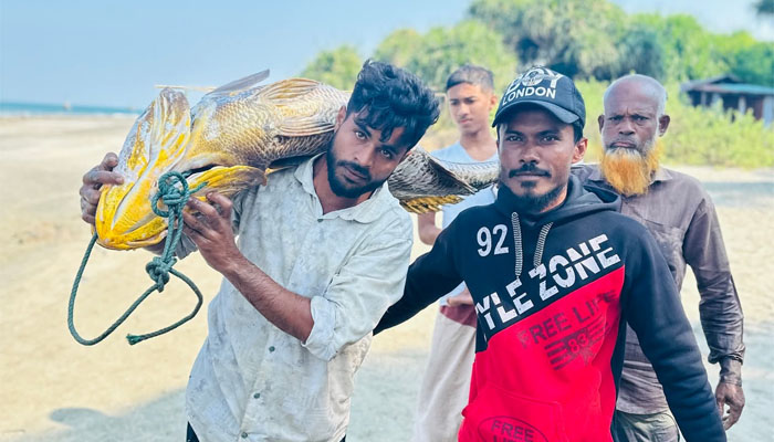 সেন্টমার্টিনে গণির জালে এবার ৩৩ কেজির কালো পোয়া! সেন্টমার্টিনে গণির জালে এবার ৩৩ কেজির কালো পোয়া!