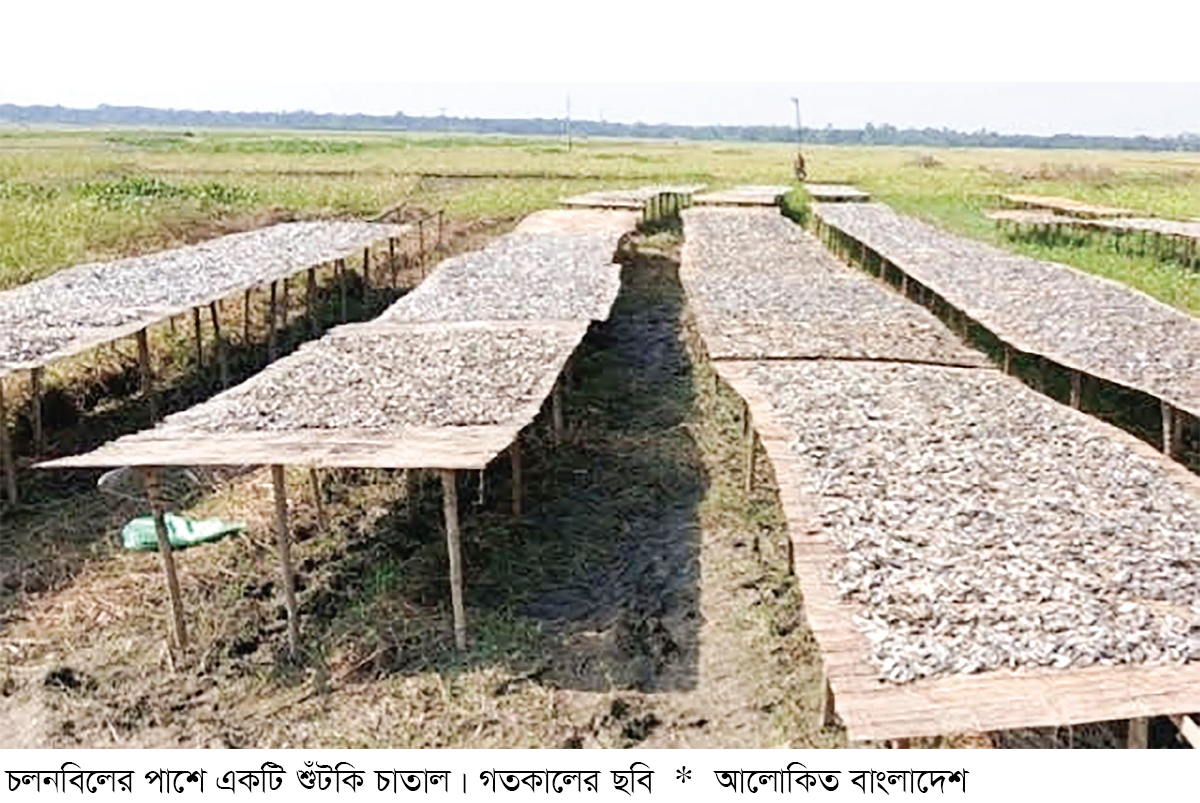 চলনবিলে মাছ সংকটে শুঁটকি উৎপাদনে ধস চলনবিলে মাছ সংকটে শুঁটকি উৎপাদনে ধস