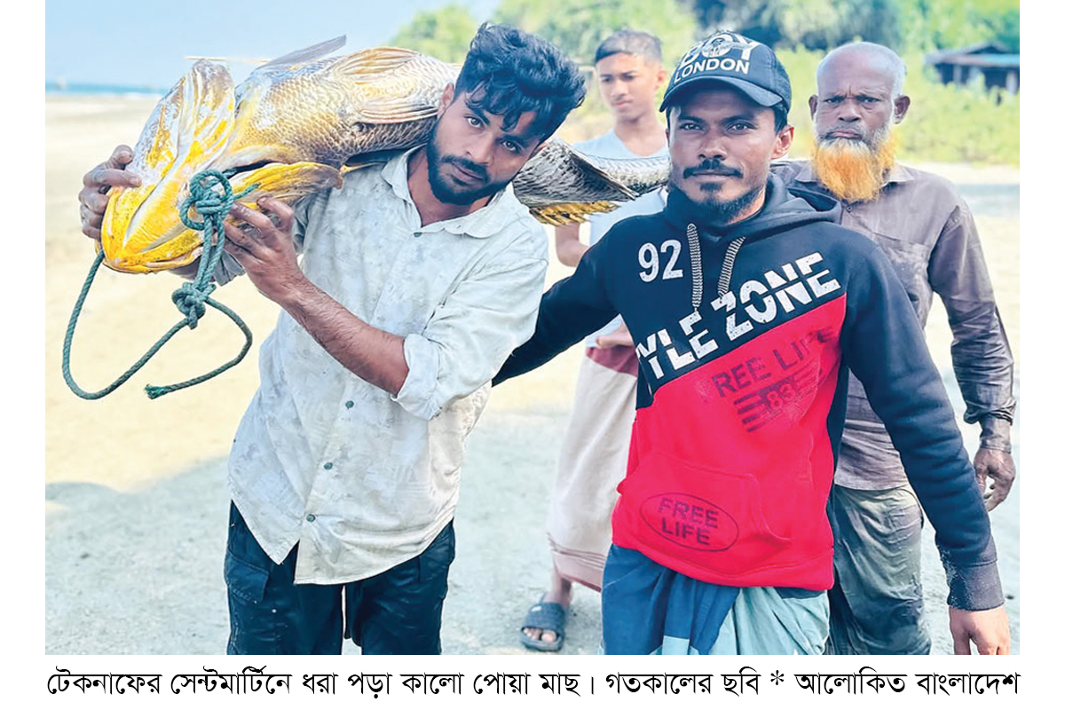 সেন্টমার্টিনে ধরা পড়ল ৩৫ কেজির কালো পোয়া সেন্টমার্টিনে ধরা পড়ল ৩৫ কেজির কালো পোয়া