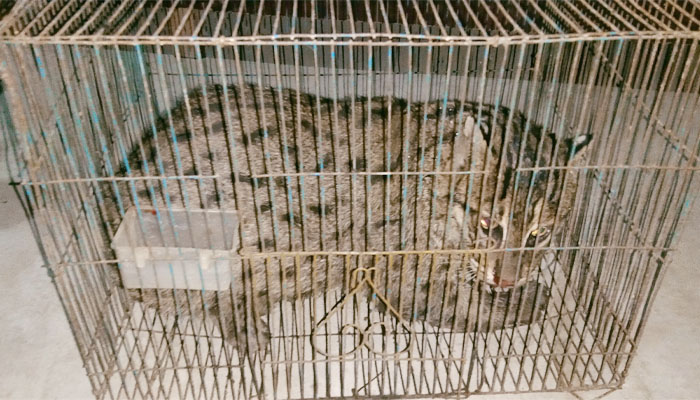 পাবনায় মেছোবাঘ আটক পাবনায় মেছোবাঘ আটক