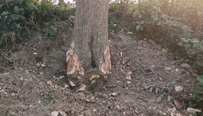 চুয়াডাঙ্গায় বিএনপি নেতার বিরুদ্ধে সরকারি গাছ কাটার অভিযোগ চুয়াডাঙ্গায় বিএনপি নেতার বিরুদ্ধে সরকারি গাছ কাটার অভিযোগ