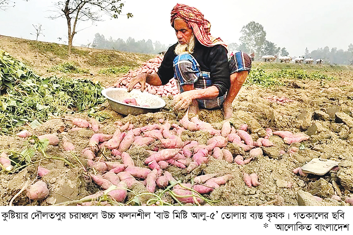 কুষ্টিয়ার চরাঞ্চলে মিষ্টি আলুর বাম্পার ফলন কুষ্টিয়ার চরাঞ্চলে মিষ্টি আলুর বাম্পার ফলন