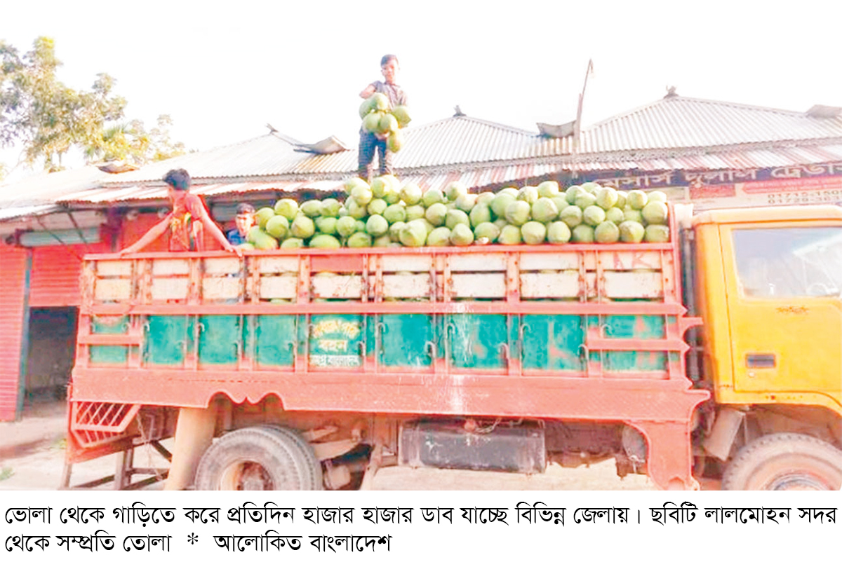 ডাবে বদলে যাচ্ছে ভোলার অর্থনীতি ডাবে বদলে যাচ্ছে ভোলার অর্থনীতি