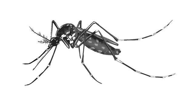 শীতেও বাড়ছে ডেঙ্গুর সংক্রমণ : সচেতনতা ও প্রতিরোধই সুরক্ষা