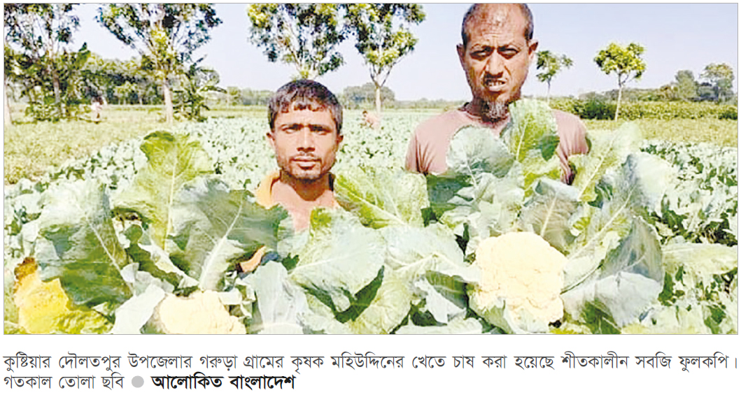 শীতকালীন ফুলকপি চাষে কৃষকদের সাফল্য শীতকালীন ফুলকপি চাষে কৃষকদের সাফল্য
