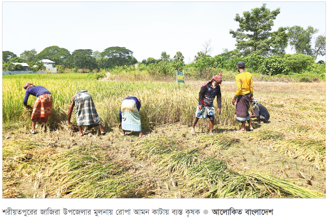 শরীয়তপুরে আমনের ভালো ফলনে কৃষকের মুখে হাসি শরীয়তপুরে আমনের ভালো ফলনে কৃষকের মুখে হাসি