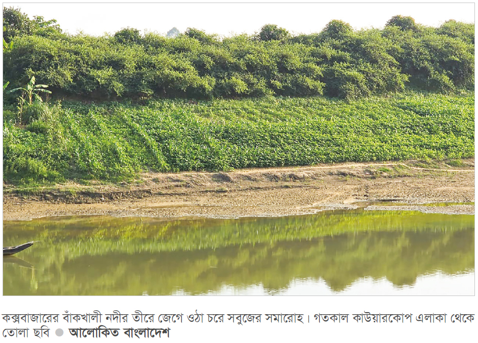 বাঁকখালীর চরে সবুজের সমারোহ বাঁকখালীর চরে সবুজের সমারোহ
