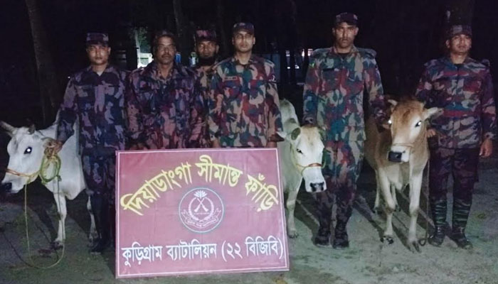 কুড়িগ্রামে বিজিবির অভিযানে ভারতীয় মদ ও গরু উদ্ধার