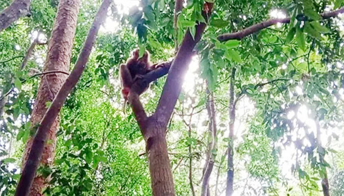 লাউয়াছড়া জাতীয় উদ্যানে প্রাণীদের বিচরণ কমে গেছে লাউয়াছড়া জাতীয় উদ্যানে প্রাণীদের বিচরণ কমে গেছে