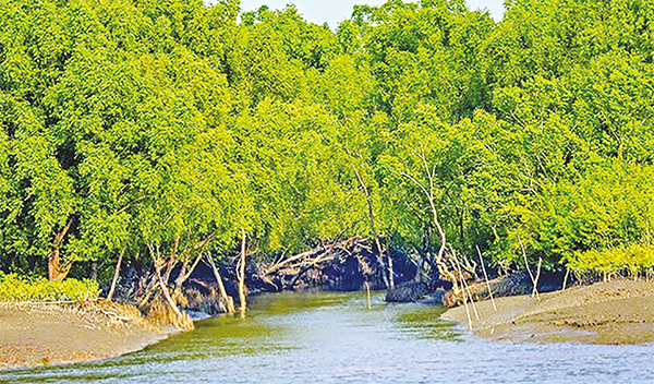 সুন্দরবন বাঙালির গর্ব সুন্দরবন বাঙালির গর্ব