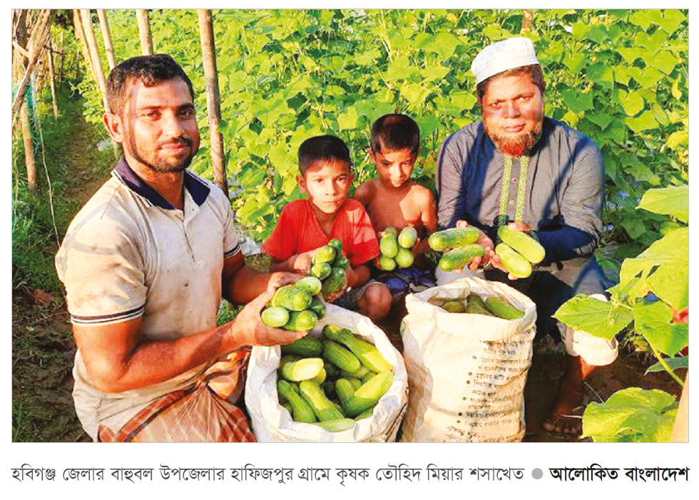 বাহুবলে মালচিং পদ্ধতিতে শসা চাষে সাফল্য বাহুবলে মালচিং পদ্ধতিতে শসা চাষে সাফল্য