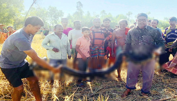 শ্রীমঙ্গলে ধান ক্ষেতে মিলল বিশাল অজগর শ্রীমঙ্গলে ধান ক্ষেতে মিলল বিশাল অজগর