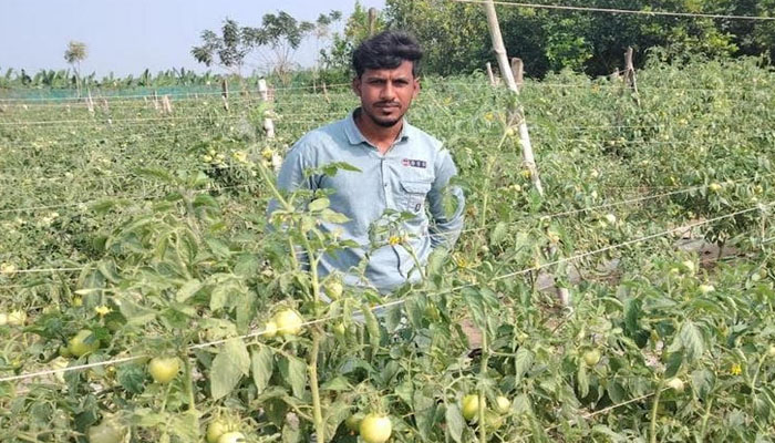 গ্রীষ্মকালীন উচ্চফলনশীল টমেটো চাষে সফল জীবননগরের কৃষকরা গ্রীষ্মকালীন উচ্চফলনশীল টমেটো চাষে সফল জীবননগরের কৃষকরা