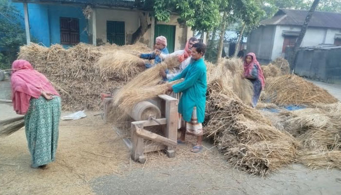 রংপুরে ১০ বছরে আমনের আবাদ বেড়েছে ৬ লাখ মেট্রিক টন