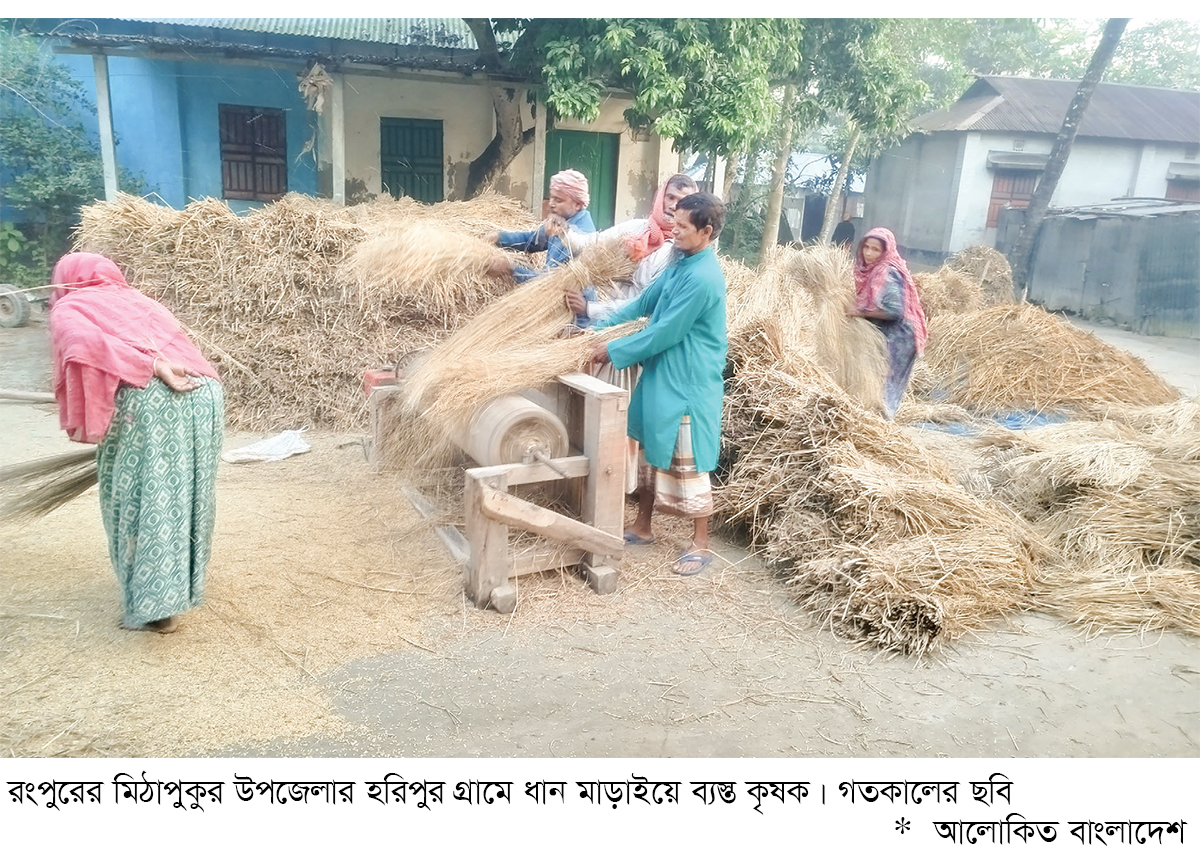 রংপুরে ১০ বছরে আমন ধানের আবাদ বেড়েছে ছয় লাখ টন রংপুরে ১০ বছরে আমন ধানের আবাদ বেড়েছে ছয় লাখ টন