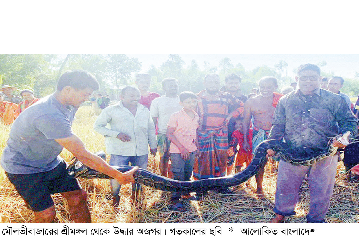 শ্রীমঙ্গলে ধানখেত থেকে বিশাল অজগর উদ্ধার শ্রীমঙ্গলে ধানখেত থেকে বিশাল অজগর উদ্ধার