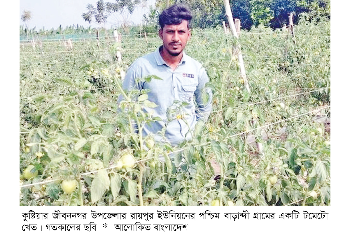 জীবননগরে উচ্চ ফলনশীল টমেটো চাষে সাফল্য জীবননগরে উচ্চ ফলনশীল টমেটো চাষে সাফল্য