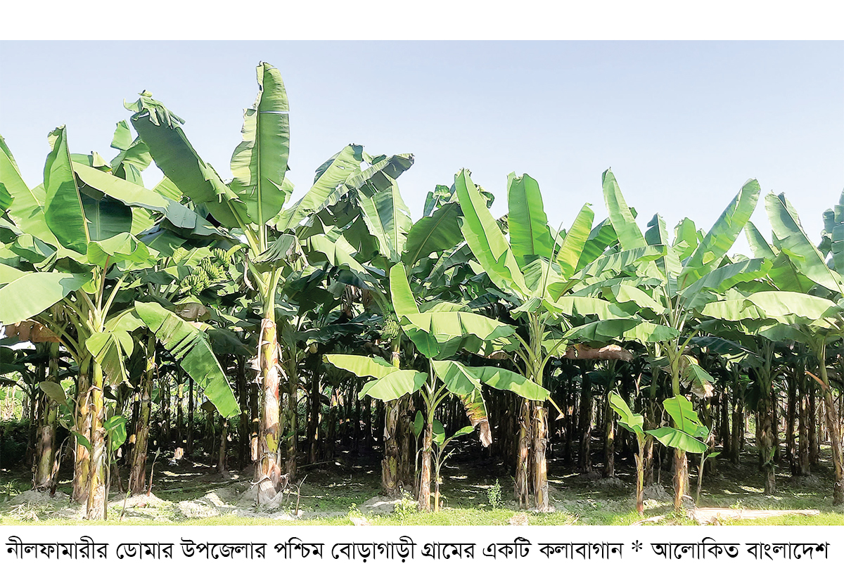 ডোমারে কলার আবাদ বেড়েছে