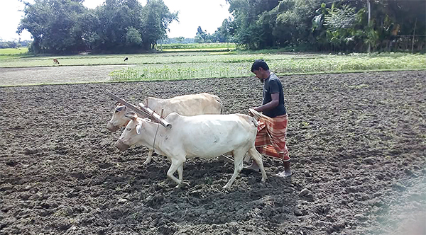 কালের বিবর্তনে হারিয়ে গেলো গরু দিয়ে হালচাষ