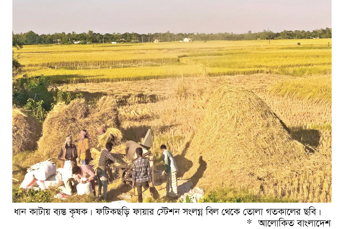ফটিকছড়িতে আমন ধানের বাম্পার ফলন