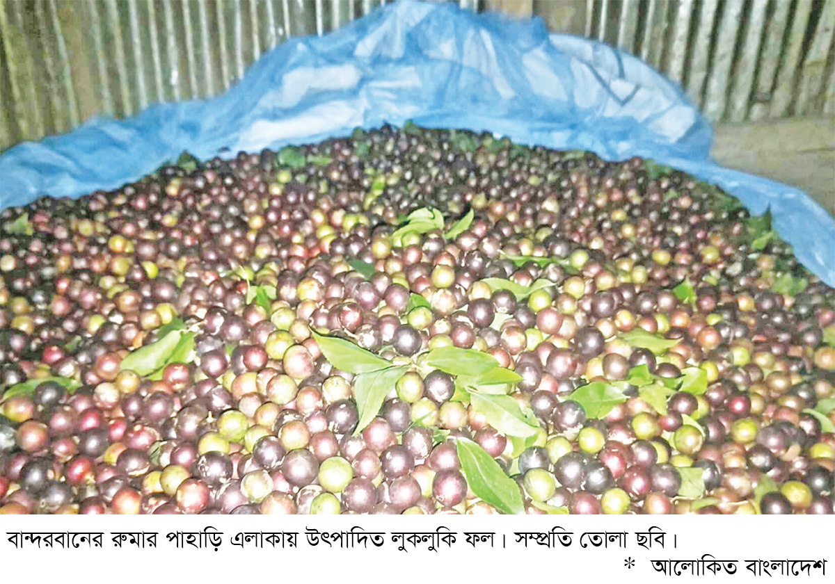 পাহাড়ে লুকলুকি ফলের আবাদ বাড়ছে