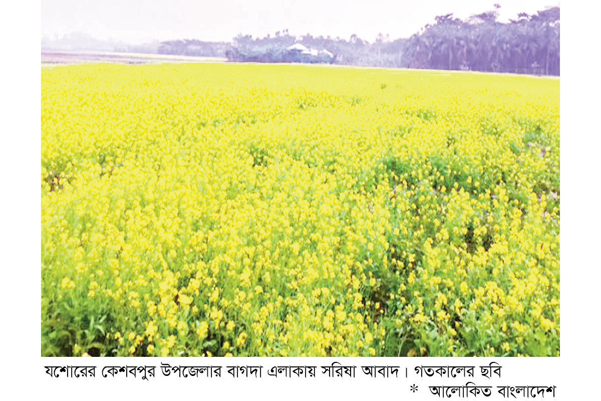 সরিষার বাম্পার ফলনের সম্ভাবনা