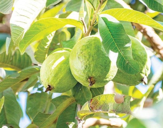 পেয়ারা খাওয়ার উপকারিতা