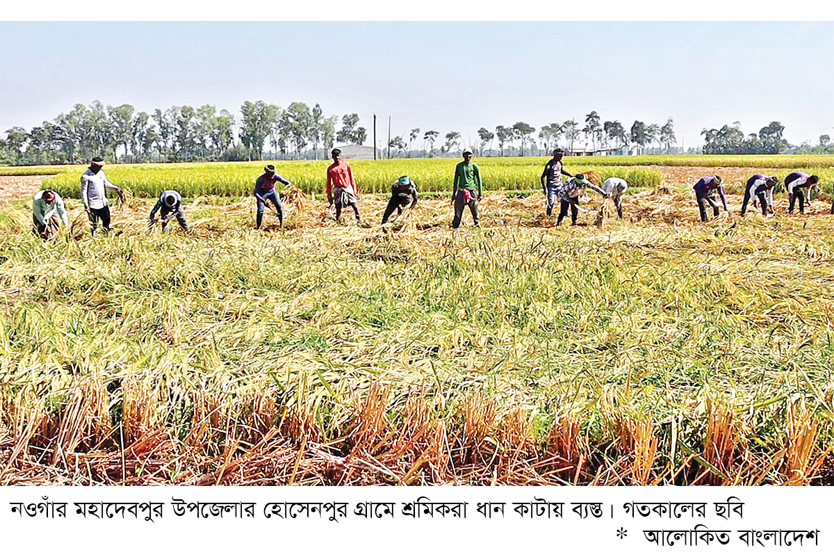 পোকার উপদ্রব ও টানা বর্ষণে আমন ধানের ফলনে বিপর্যয়