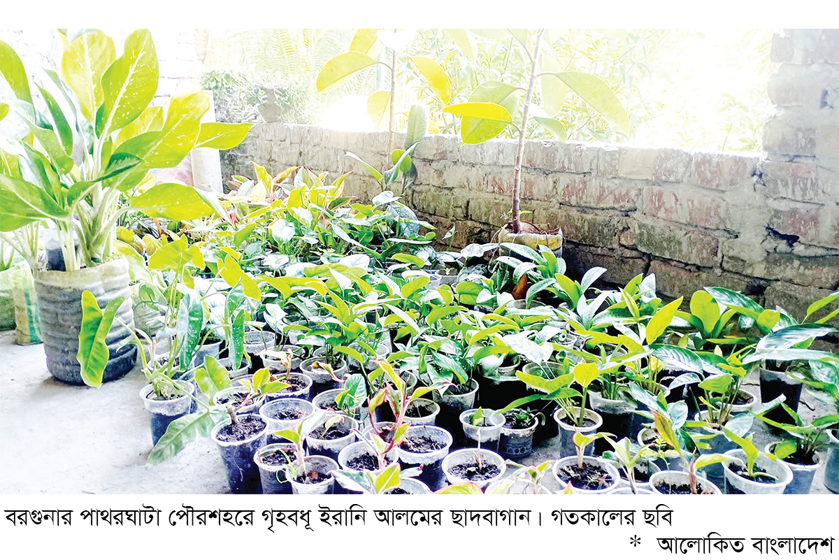 পাথরঘাটায় ছাদবাগান মেটাচ্ছে সবজির চাহিদা