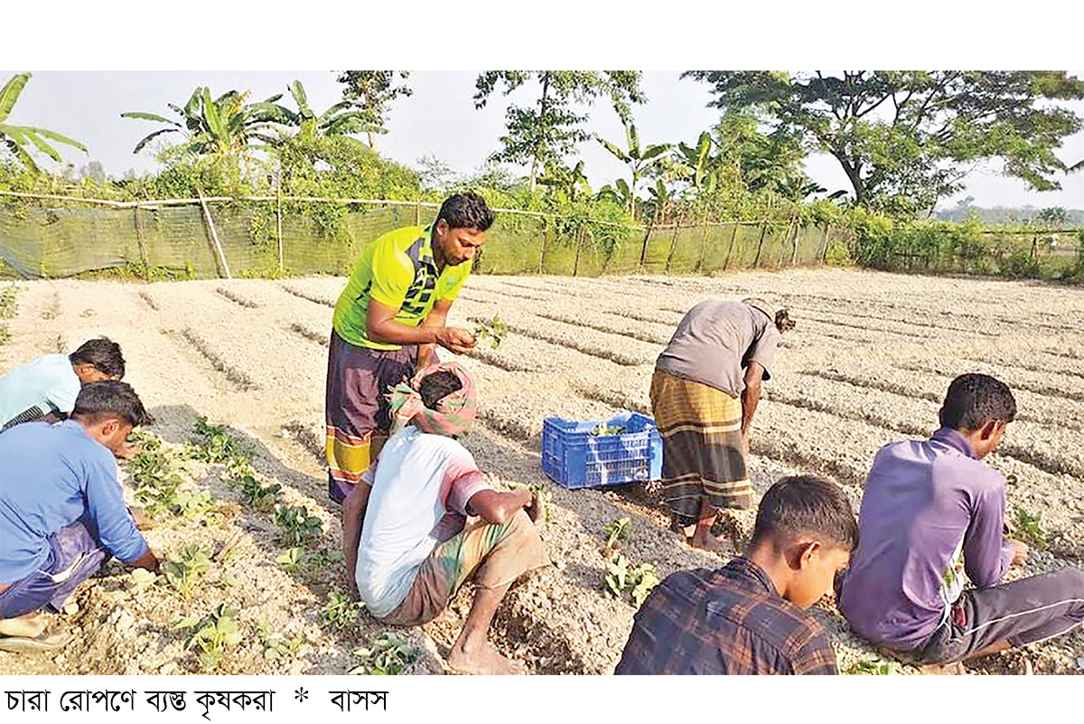 স্ট্রবেরিতে বাজিমাত বিদেশ ফেরত বগুড়ার হাসানের স্ট্রবেরিতে বাজিমাত বিদেশ ফেরত বগুড়ার হাসানের