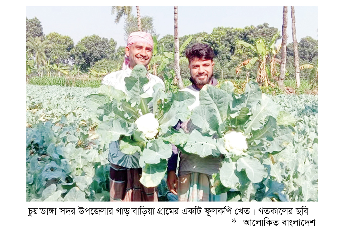 ফুলকপি চাষে বিঘায় লাভ ৭০ হাজার টাকা ফুলকপি চাষে বিঘায় লাভ ৭০ হাজার টাকা