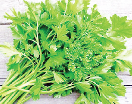 ধনেপাতায় যেসব পুষ্টিগুণ ধনেপাতায় যেসব পুষ্টিগুণ