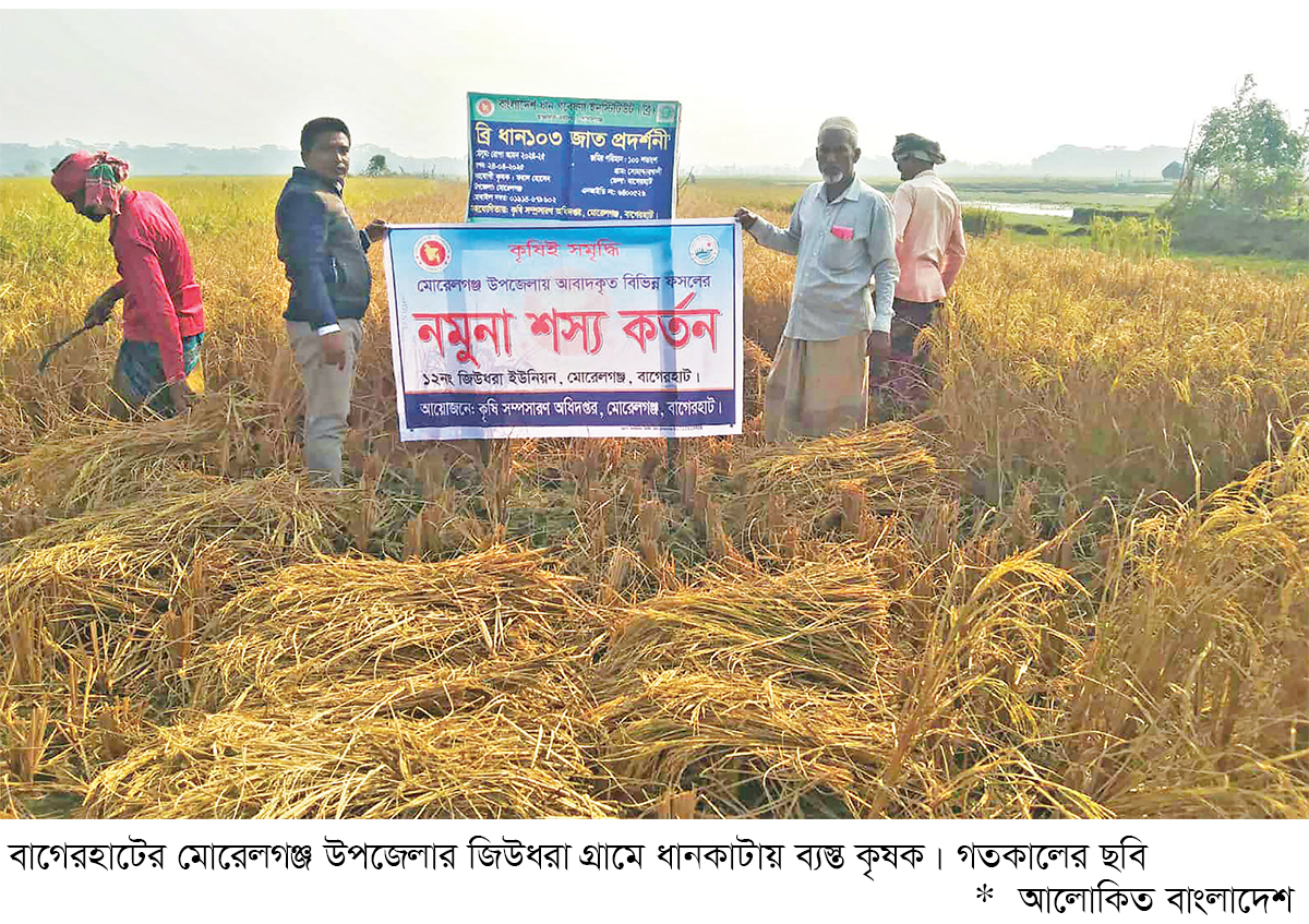মোরেলগঞ্জে আমন ধানের বাম্পার ফলন