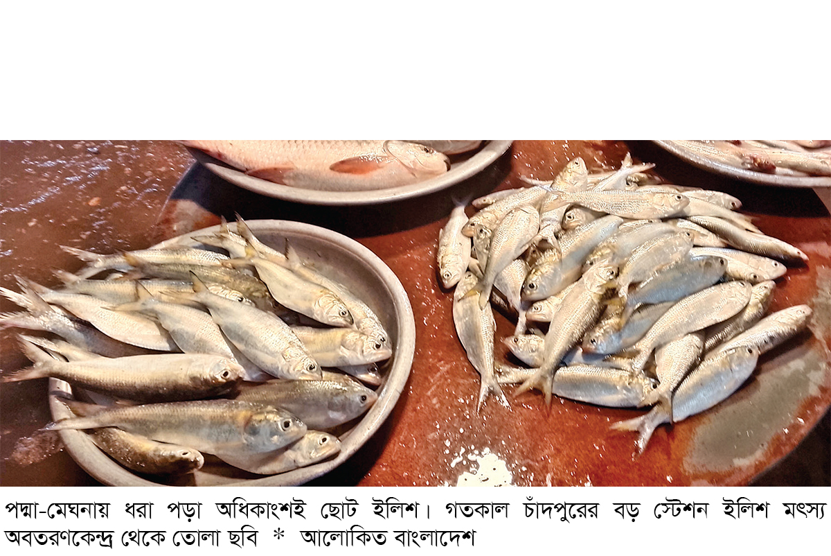 নদীতে মিলছে না বড় ইলিশ