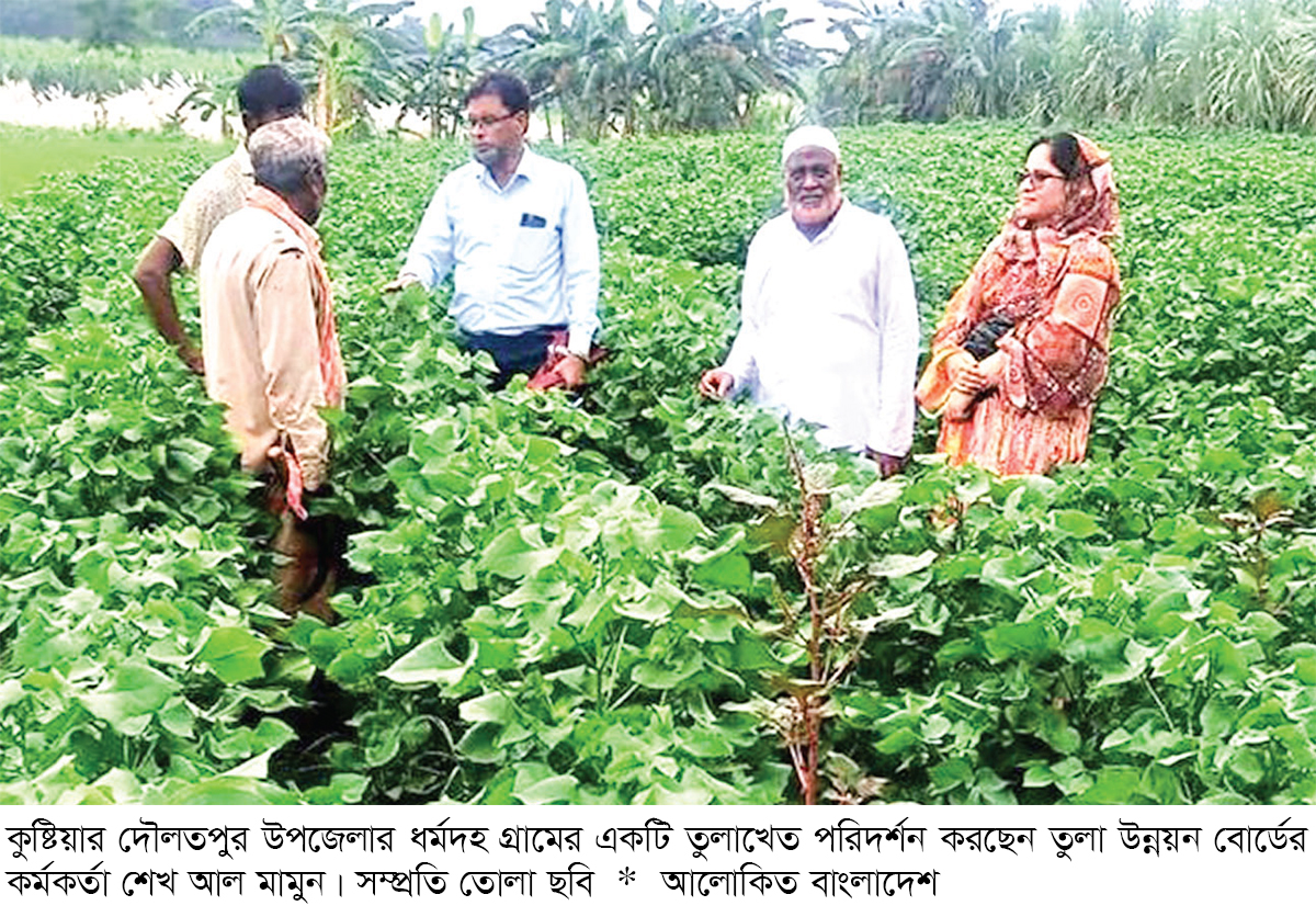 কুষ্টিয়ায় তামাক ছেড়ে তুলা চাষে সাফল্য