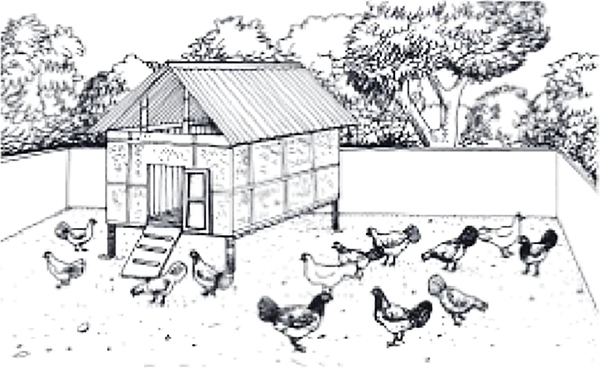 দেশীয় জাত, আধুনিক প্রযুক্তি : প্রাণিসম্পদে হবে উন্নতি