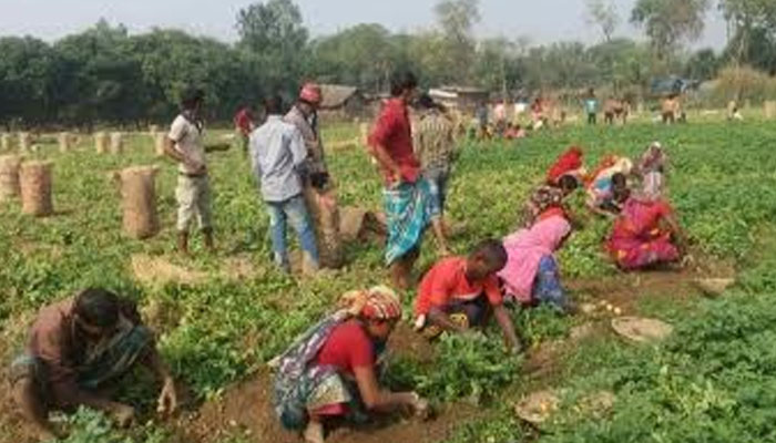 দিনাজপুরে আগাম জাতের আলুর বাম্পার ফলন