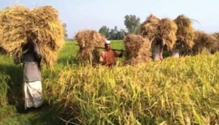 সিরাজগঞ্জে পুরোদমে রোপা আমন ধান কাটা শুরু সিরাজগঞ্জে পুরোদমে রোপা আমন ধান কাটা শুরু