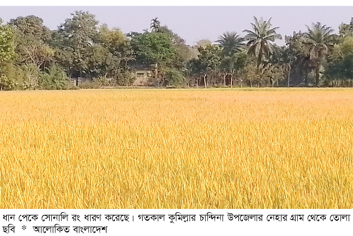 আমন ধানের বাম্পার ফলনে খুশি কৃষক