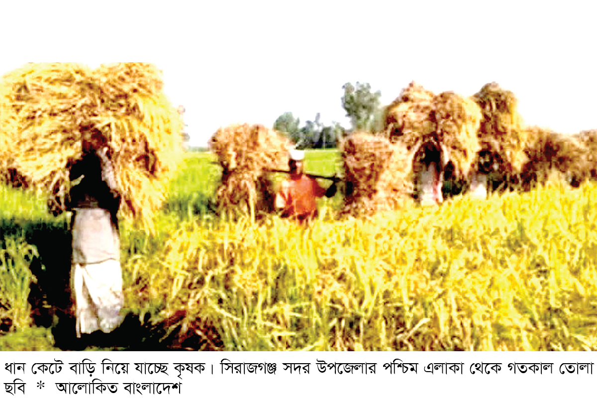 আমন ধানের আবাদ লক্ষ্যমাত্রা ছাড়িয়েছে