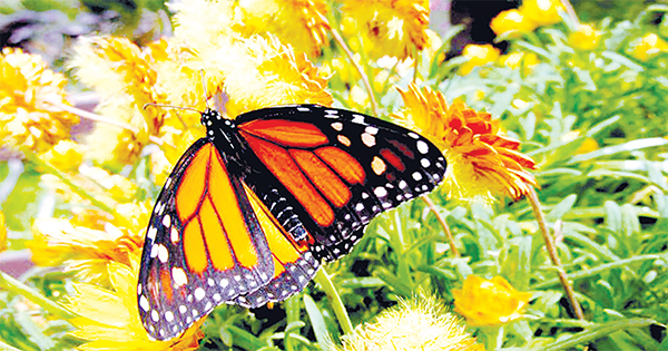 প্রকৃতির শিল্প