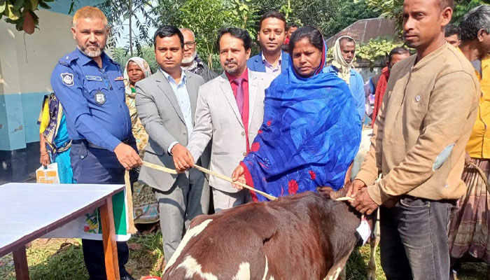 সিরাজগঞ্জে ক্ষুদ্র নৃ-গোষ্ঠীর মাঝে বকনা গরু বিতরণ